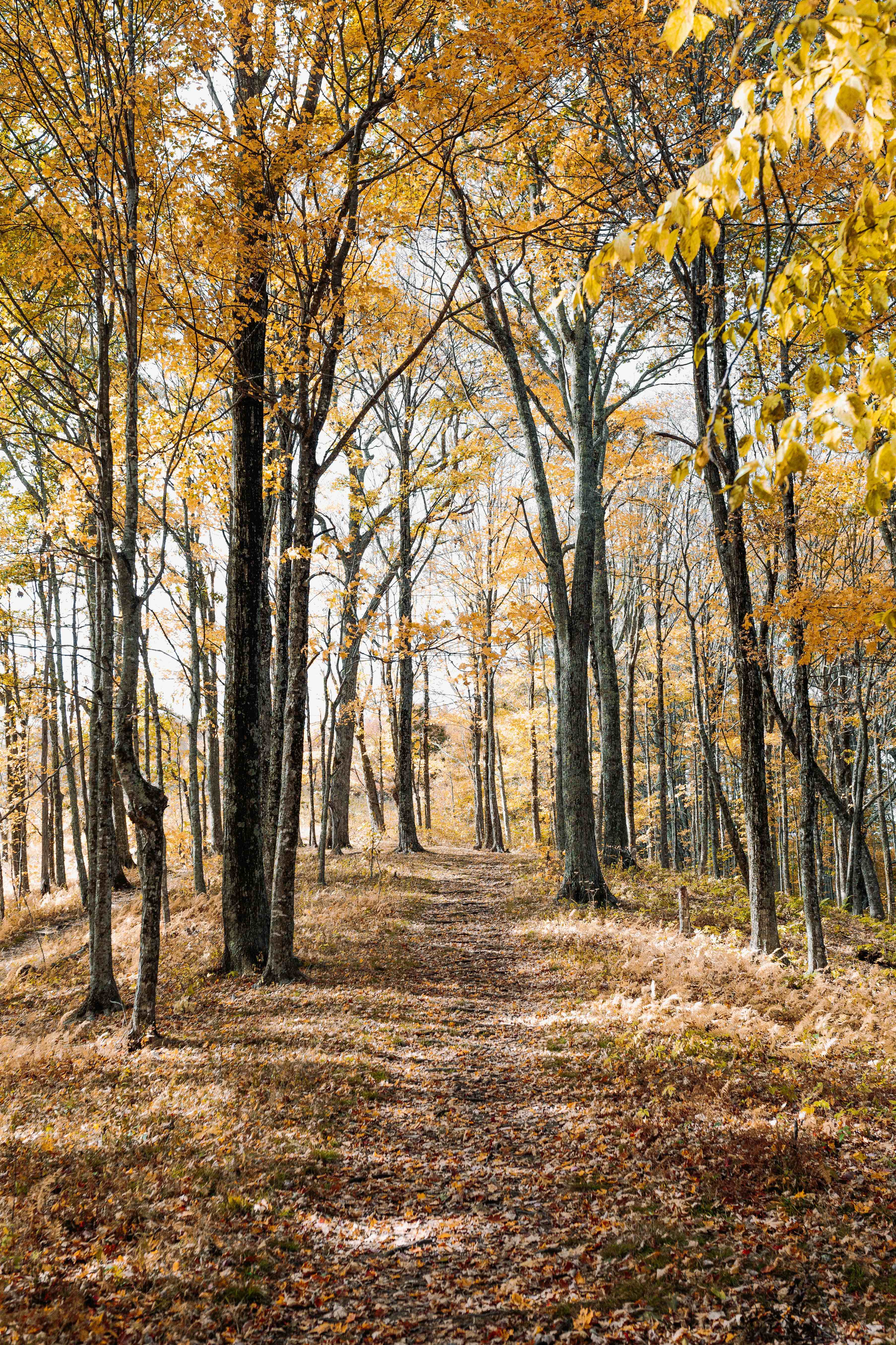 Top 3 Overnight LeafPeeping Destinations for Seniors Near Libertyville, IL